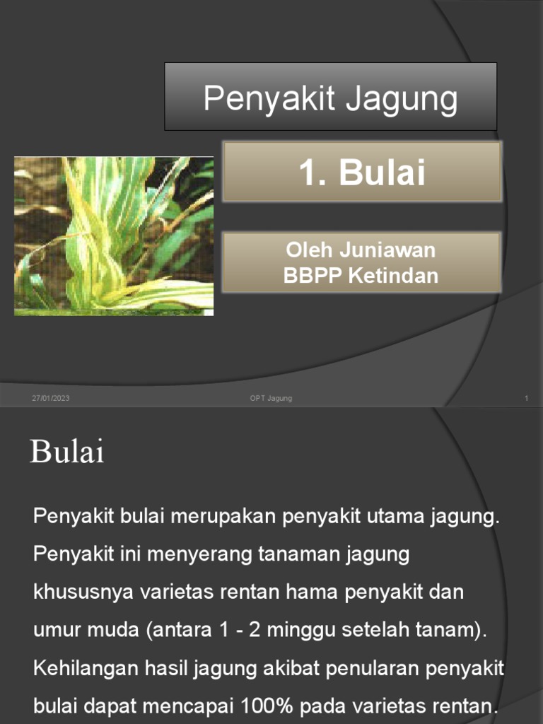 Penyakit Bulai pada Tanaman Jagung | PDF