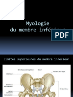 Myologie Bassin Et Cuisse