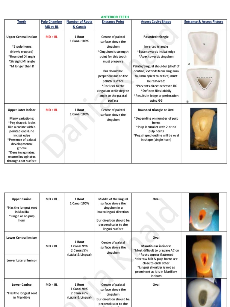 Endodontics PDF Dental Anatomy Dentistry Branches