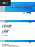 Amygdales Palatines