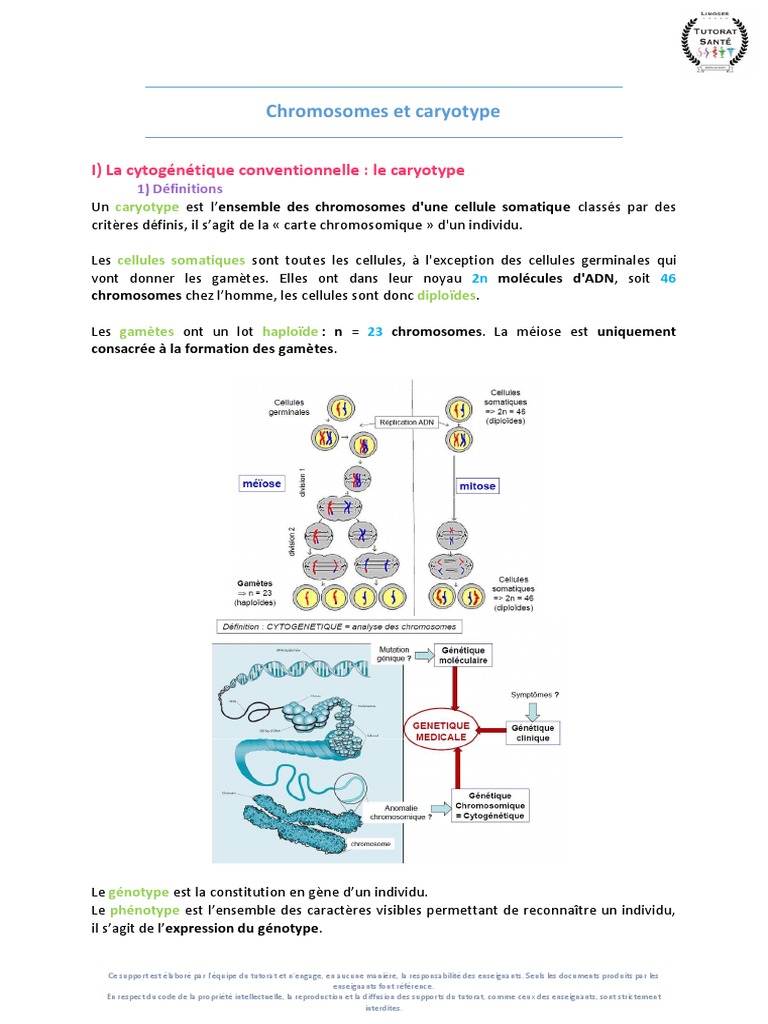 Étapes de réalisation d'un caryotype | PDF | Chromosome | Cytogénétique