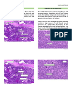 Lymphoid Tissue Functions and Locations