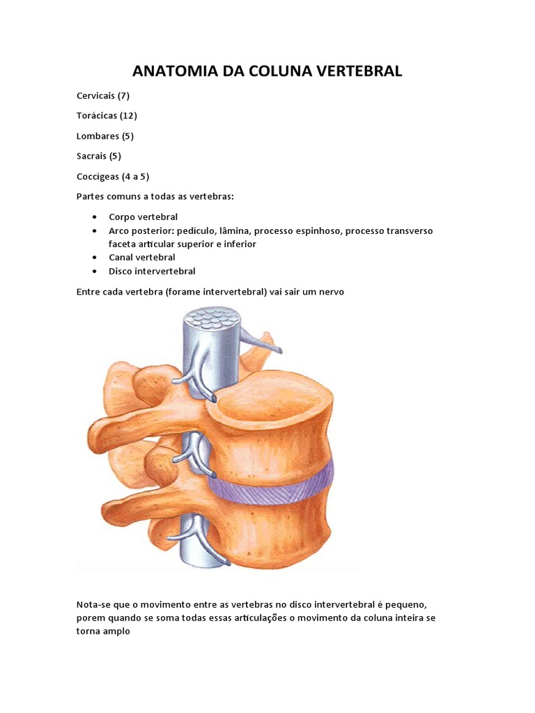 Anatomia da Coluna Vertebral | PDF | Coluna vertebral | Vértebra