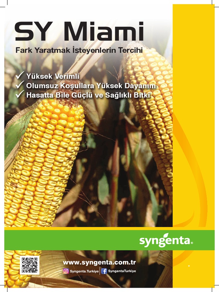 Sy Miami | PDF