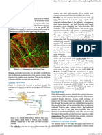 11.3 Neurons - Biology LibreTexts