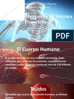 Sistema Esqueletico