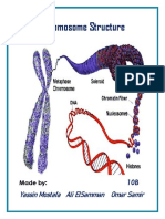 Chromosome Structure