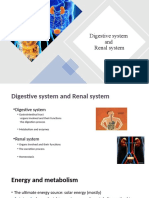 Digestive and Renal Systems