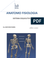 Anatomo Fisiologia: Sistema Esqueletico
