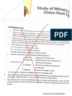 Mitosis in Onion Root Tip