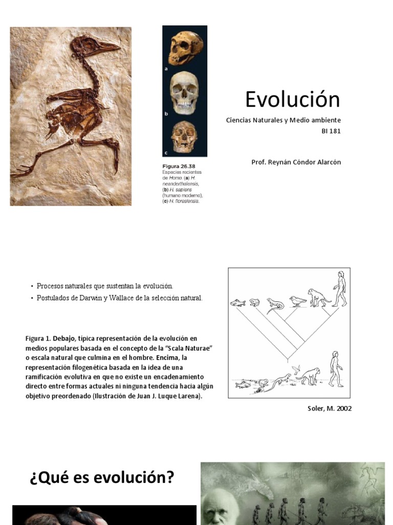 Teoría de la Evolución de Darwin | PDF | Evolución | Charles Darwin