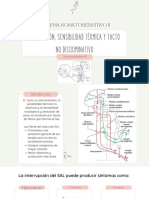 Nocicepción, Sensibilidad Térmica y Tacto No Discriminativo