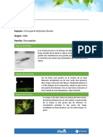 Ficha Técnica - Chrysoperla