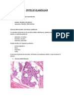 Epitelio Glandular