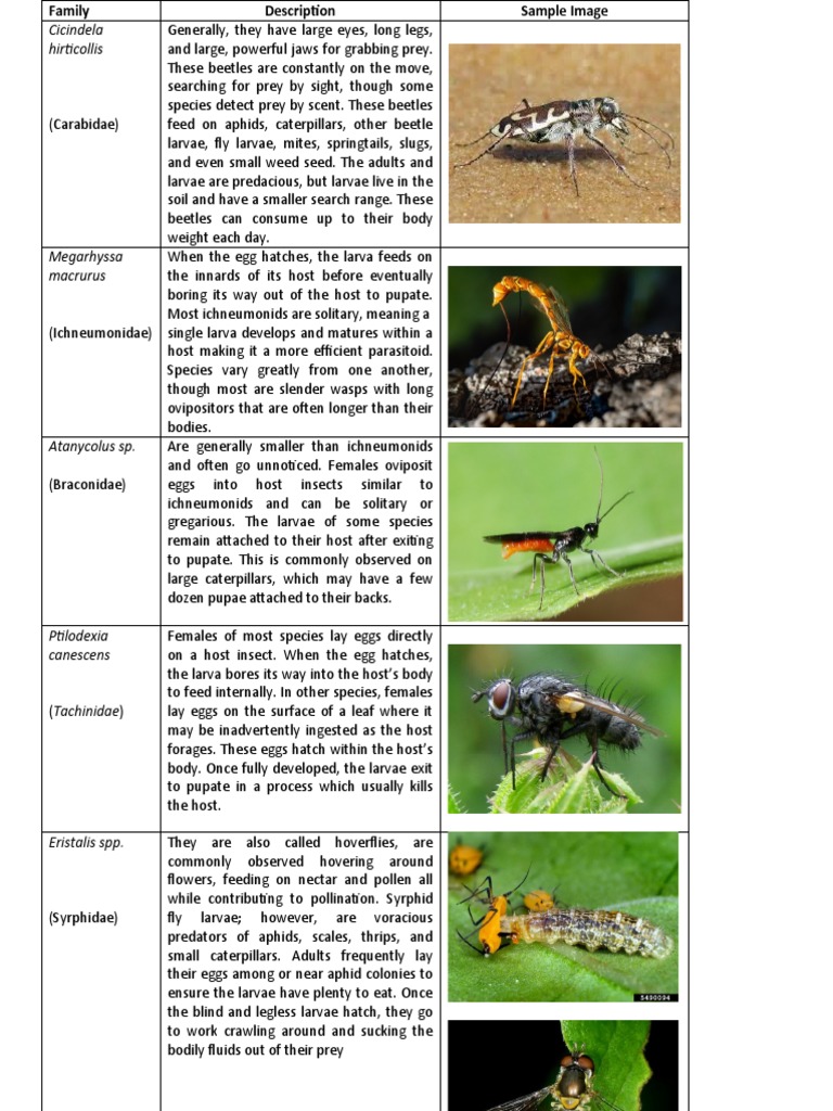 Biological Control Agents | PDF | Predation | Beetle