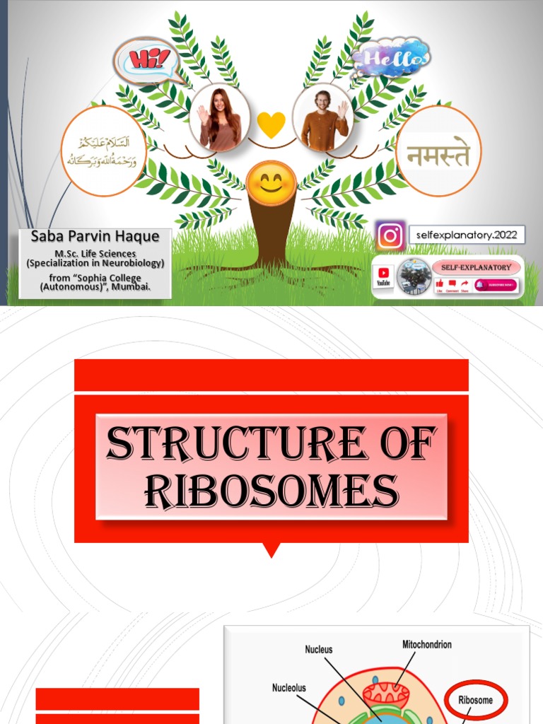 Structure of Ribosomes | Download Free PDF | Ribosome | Ribosomal Rna