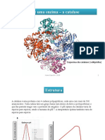 Catalase - Protocolo