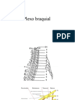 Plexo Braquial