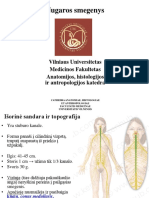 CNS - Nugaros Smegenys S