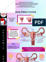 Insuficiencia Istmico Cervical