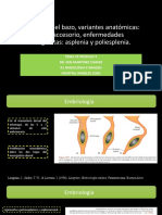 Tema Anatomia Del Bazo