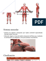 Sistema Muscular