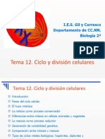 Tema 12B. Ciclo y División Celular