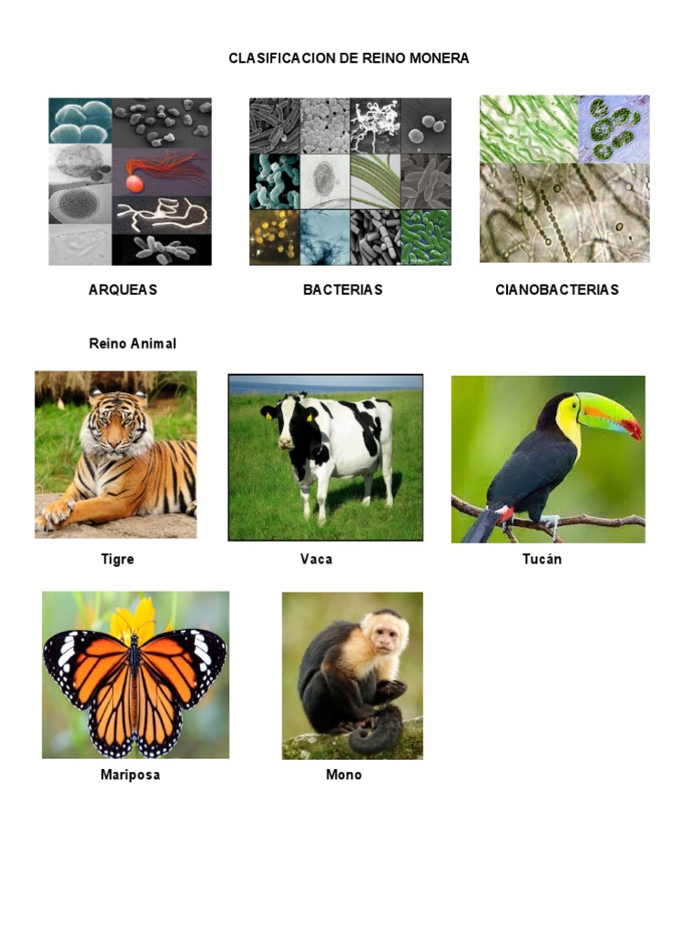 Clasificación del Reino Monera | PDF | Ciencia y matemáticas