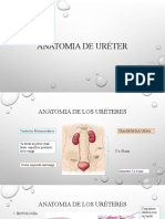 Ureter