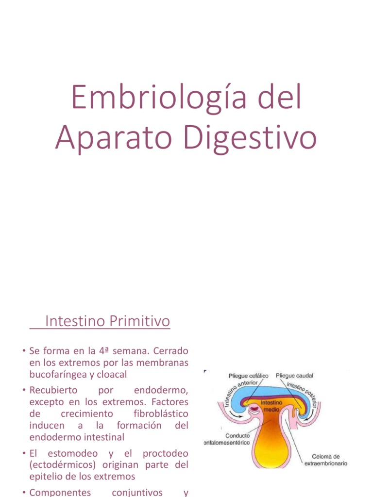 E10 E11 Desarrollo Del Ap Digestivo Y Cavidades Corporales Pdf
