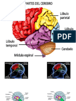 Partes Del Cerebro