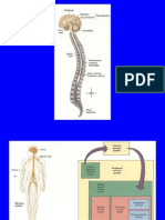 Nerve Tissues