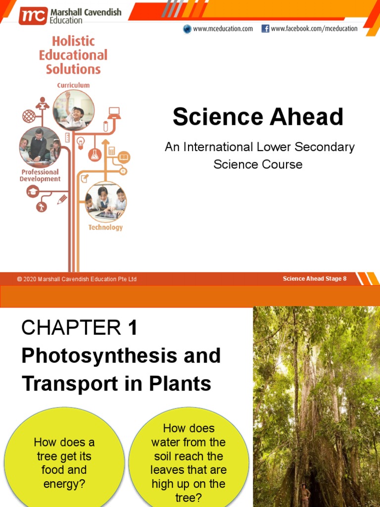 Grade 7-Photosynthesis | PDF | Photosynthesis | Leaf