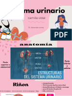 Sistema Urinario