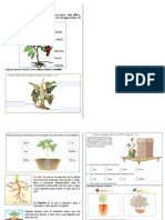 3° LAS PLANTAS - Guia Cuaderno