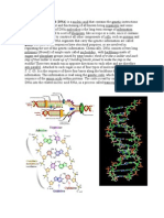 Deoxyribonucleic Acid (DNA) Is A Nucleic Acid That Contains The Genetic Instructions