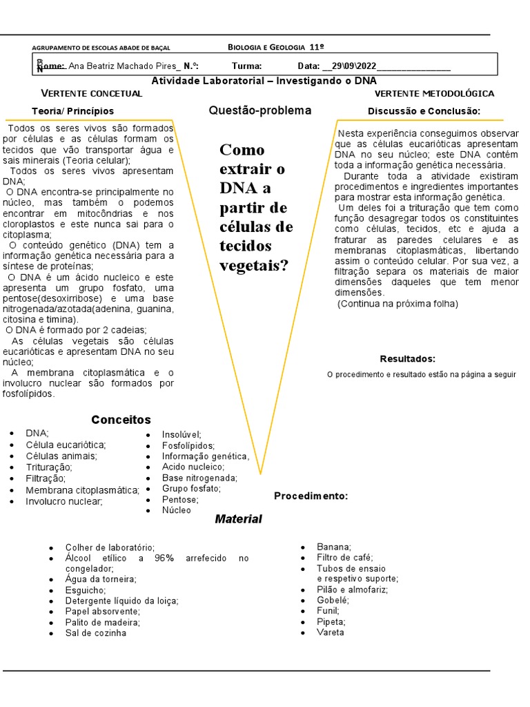 Vgowin Dna Banana PDF Célula (Biologia) DNA
