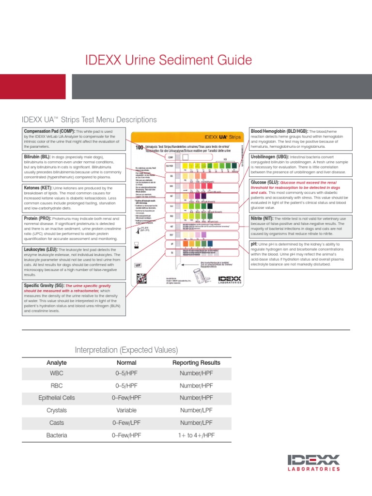 Urine Sediment Guide PDF Urine Red Blood Cell