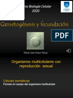 Gametogenesis y Fecundacion 2020