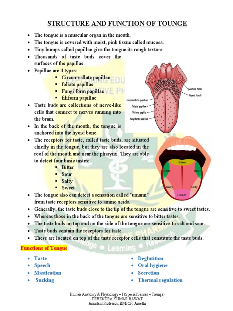 Structure and function of tounge pdf