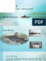 Ikan Baung (Hemibagrus Nemurus)