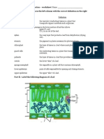 Leaf Structure and Function - Worksheet 2