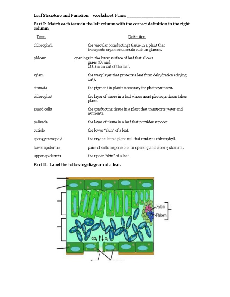 Plant Structure And Function Worksheet