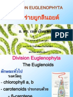 Division Euglenophyta ยูกลีนอยด์