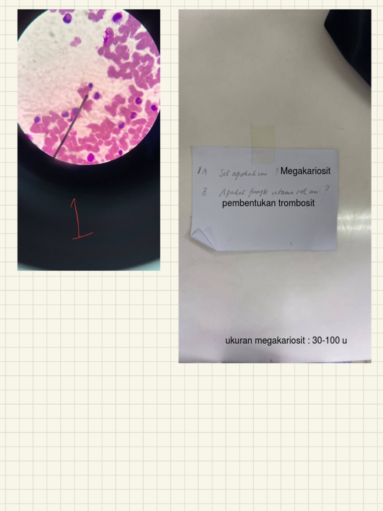 Preparat Uprak Patologi Klinik (Penjelasan) | PDF
