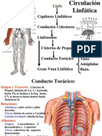 Circulación linfática y sus principales estructuras