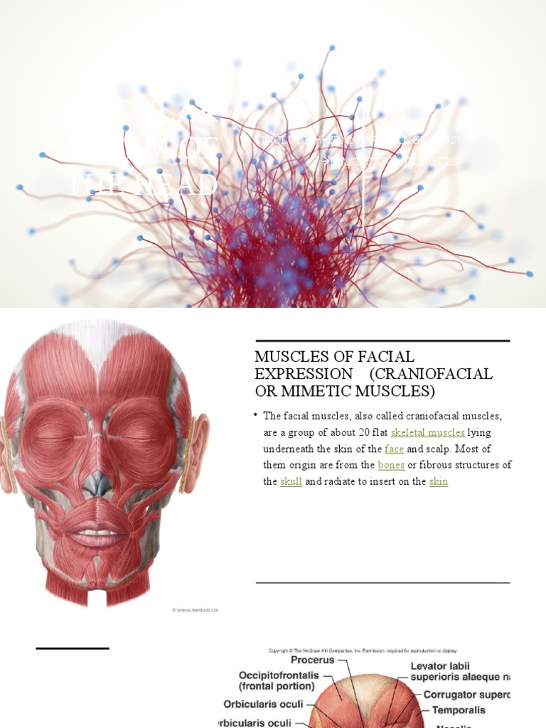 Muscles Of Facial Expression Pdf