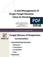Grape Fungal Disease Prevention Near Harvest