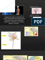 Sistema Nervioso