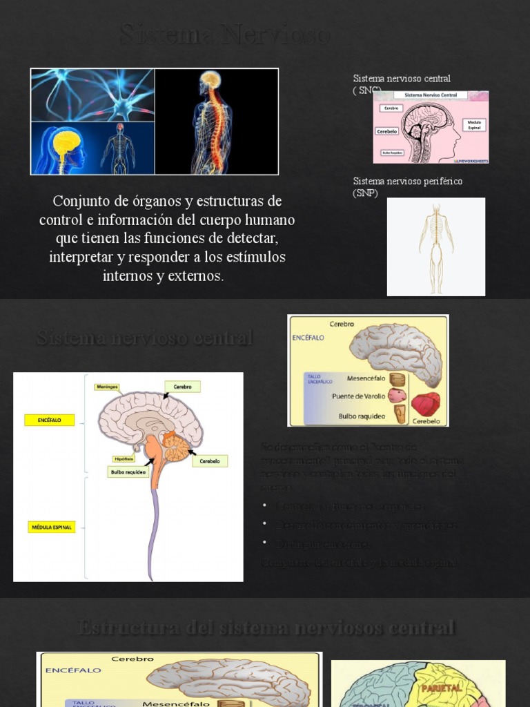 Estructura y Funciones del Sistema Nervioso | PDF | Sistema nervioso ...